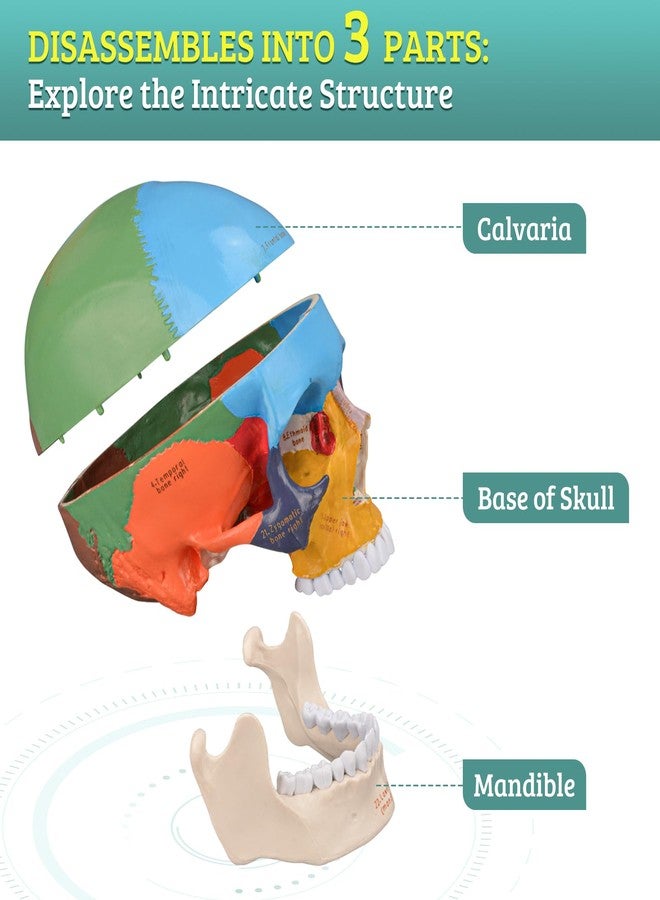 Skillssist Upgraded Life Size Human Colored Head Skull Anatomical Model with Newest Laser-Etched Fonts for Medical Student Human Anatomy Study Course Demonstration - Image 3